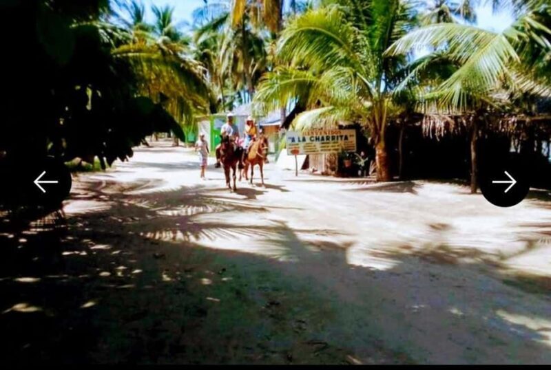 .Beach Horse Riding Turtle Release Crocodile Farm Experience - The Sum Up