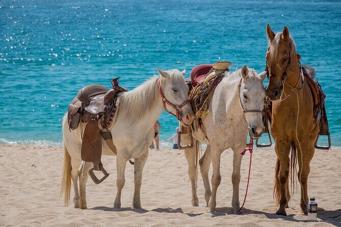 Beach Horseback Riding Adventure in Punta Cana - Who Would Enjoy This Tour?