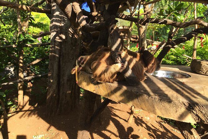 Beach-mountain & Sloth Refuge Atv Tour - Who Will Enjoy This Tour?
