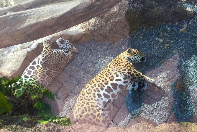 Beach-mountain & Sloth Refuge Atv Tour - The Sum Up