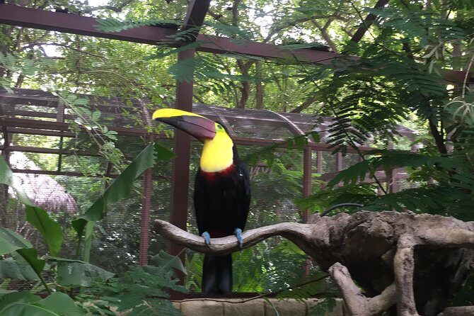 Beach-mountain & Sloth Refuge Buggy Tour - Who Will Love This Tour?