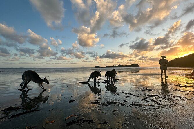 Beach Sunrise with the Wallabies - Practical Details for Planning Your Visit