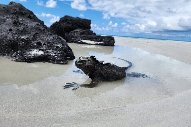 Beach Wildlife and Snorkel Adventure with Underwater Specialist - Exploring Tortuga Bay: An In-Depth Look