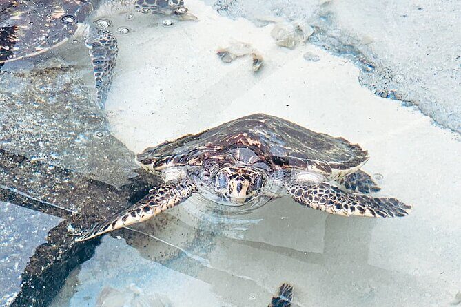 Beachcomber Island Day Trip Fiji's Authentic Island Experience - Final Thoughts