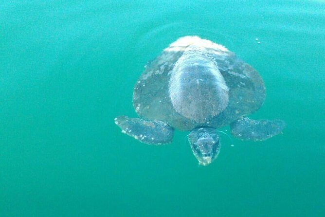Beaches Dolphins And Viewpoints Discovering The Hidden Port By Sea And Land - An In-Depth Look at the "Beaches Dolphins And Viewpoints" Tour