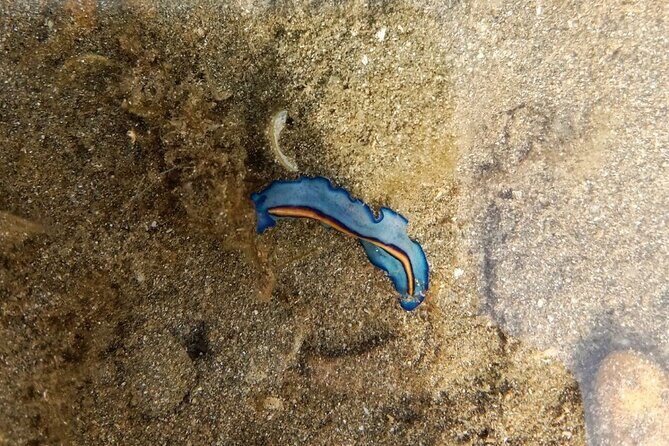 Beachlife & Tidepool Discovery at Desaru Coast Johor |JungleWalla - A Natural Adventure at Desaru Coast, Johor with JungleWalla