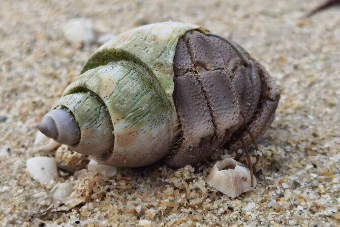 Beachlife & Tidepool Discovery at Desaru Coast Johor |JungleWalla - Key Points