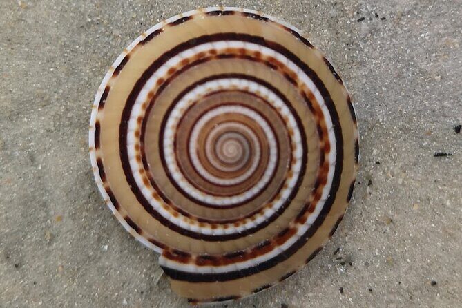 Beachlife & Tidepool Discovery at Desaru Coast Johor |JungleWalla - Authentic Insights from Travelers