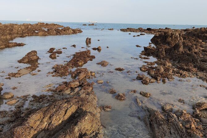 Beachlife & Tidepool Discovery at Desaru Coast Johor |JungleWalla - FAQs