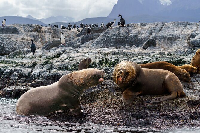 Beagle Canal Tour with Small Group Hiking - A Detailed Look at the Beagle Canal Small Group Tour
