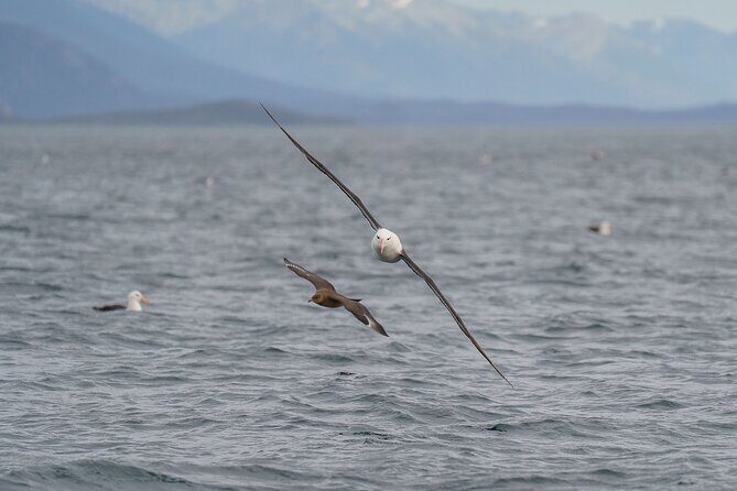 Beagle Canal Tour with Small Group Hiking - Who Should Consider This Tour?