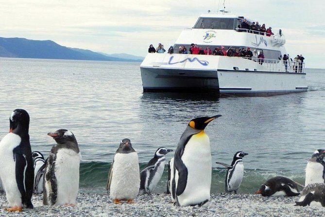 Beagle Channel Navigation Penguin Colony - Who Will Love This Tour?