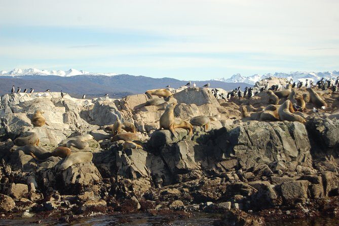 Beagle Channel Navigation - Sea Lions Island - A Closer Look at the Tour Experience
