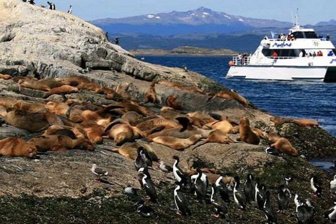 Beagle Channel Navigation - Sea Lions Island - Final Thoughts: Who Should Consider This Tour?