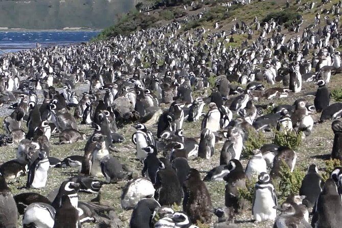 Beagle Channel to Martillo Island and Walk Among Penguins - A Closer Look at the Tour Experience