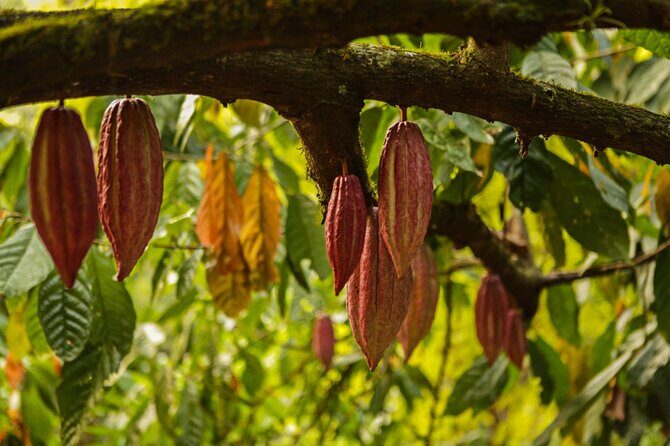 Bean to Bar Chocolate Mini Tasting in Bonn - Who Should Try This?