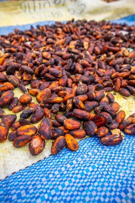 Bean to Bar: Cocoa and Chocolate Workshop - Frequently Asked Questions (FAQs)