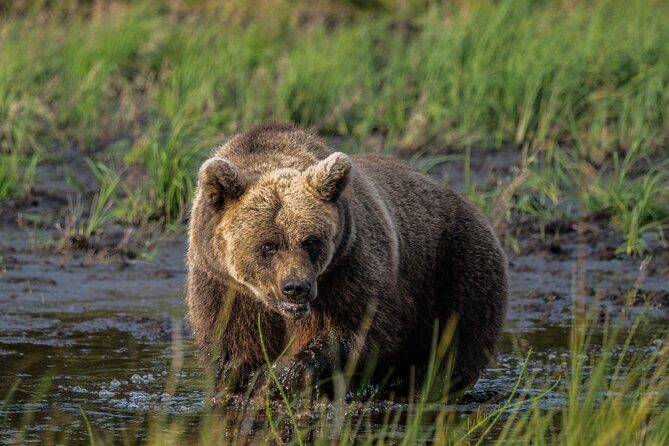 Bear and Arctic Animals 2 Day Trip from Rovaniemi - Key Points