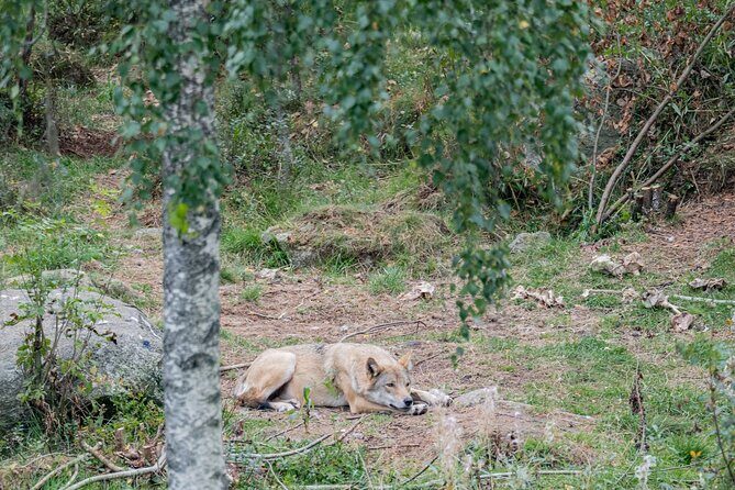 Bear and Arctic Animals 2 Day Trip from Rovaniemi - Frequently Asked Questions