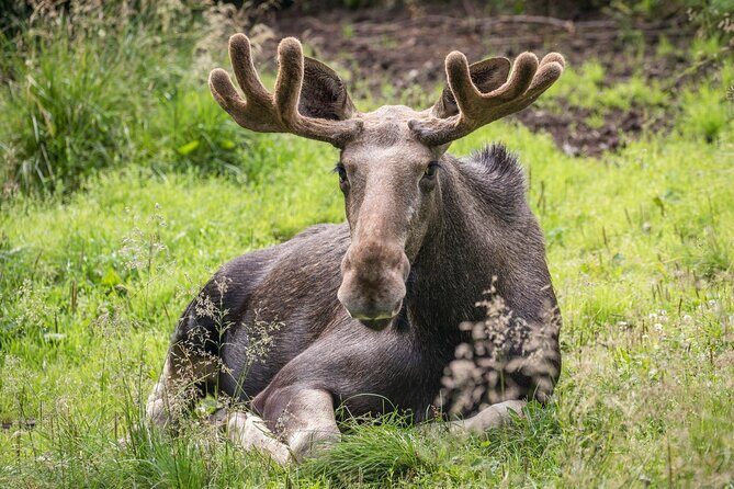Bear and Arctic Animals 2 Day Trip from Rovaniemi - Final Thoughts