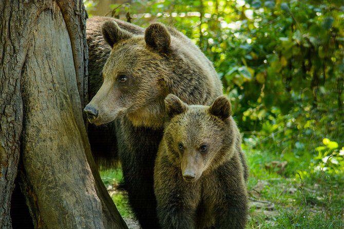 Bear Sanctuary and Dracula's Castle, 1-day Private Tour - Authentic Experiences That Matter