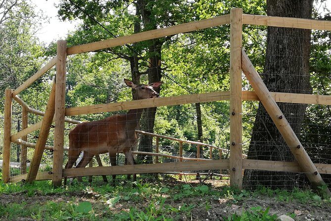 Bear Sanctuary and Dracula's Castle, 1-day Private Tour - The Sum Up
