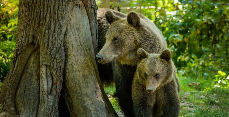 Bear Sanctuary, Dracula's Castle and Brasov | Private Tour - Key Points