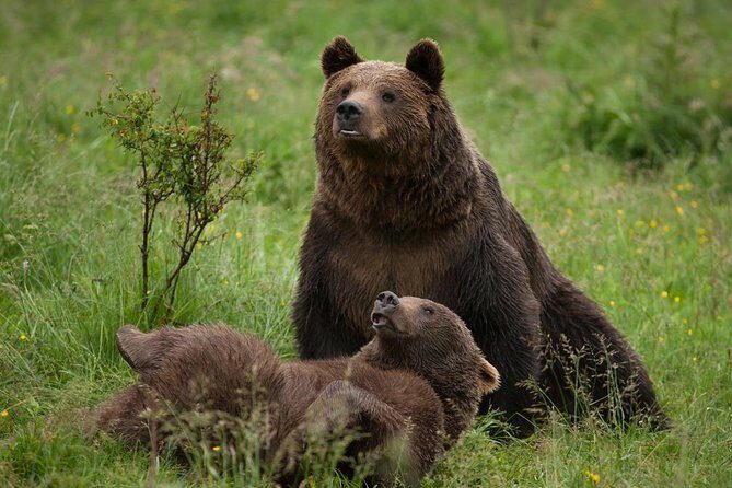Bear Sanctuary & Rasnov Fortress - Private day tour from Bucharest - Key Points