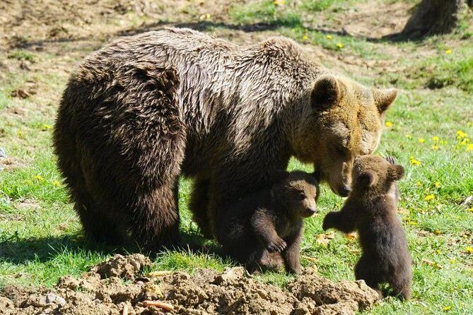 Bear Sanctuary & Rasnov Fortress - Private day tour from Bucharest - Final Thoughts