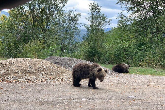 Bear Sanctuary & Rasnov Fortress - Private day tour from Bucharest - FAQ