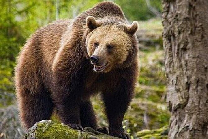 Bear Sanctuary Zarnesti,Bran Castle,Rasnov Fortres w/Hotel pickup - Who Will Love This Tour?