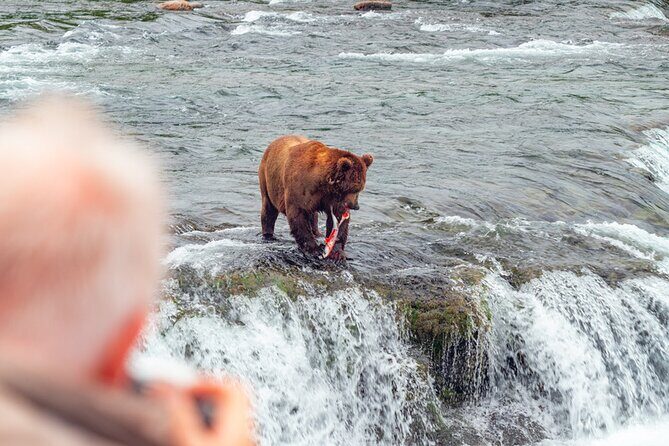 Bear Viewing at Brooks Falls in Katmai National Park - Bear Viewing at Brooks Falls in Katmai National Park