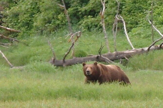 Bear Viewing at Pack Creek - The Journey into Alaska’s Wilds: A Detailed Review