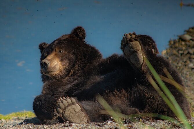 Bear Viewing at Waterfall Creek - Waterfall Creek Bear Viewing: An Authentic Alaska Wildlife Experience