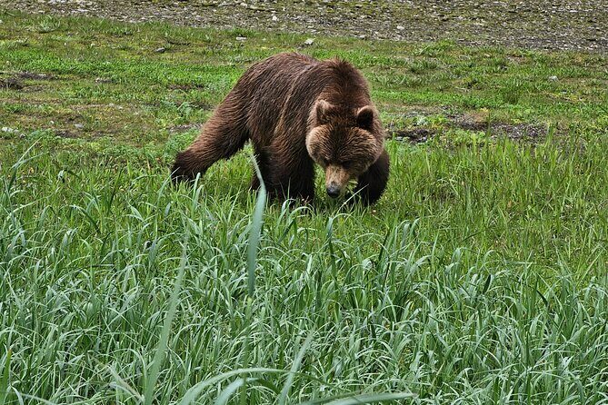 Bear Viewing at Waterfall Creek - Key Points