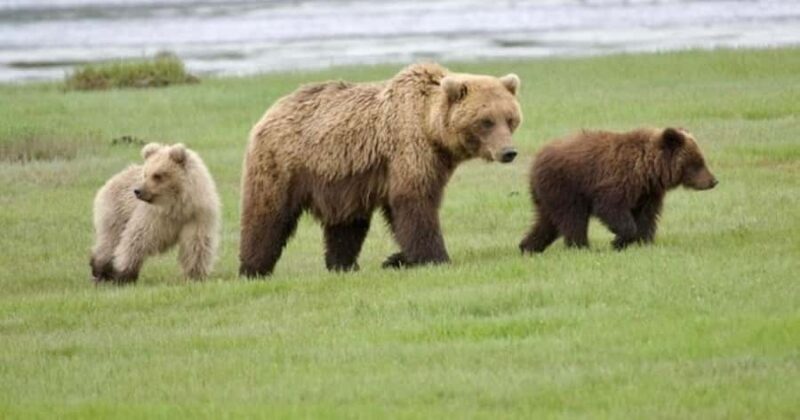 Bear Viewing Tour from Homer, Alaska - Key Points