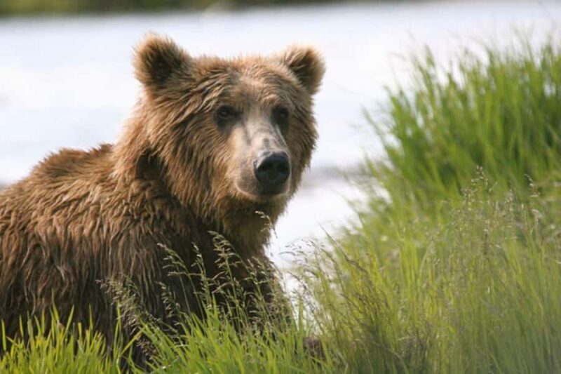 Bear Viewing Tour from Homer, Alaska - An In-Depth Look at the Bear Viewing Tour from Homer