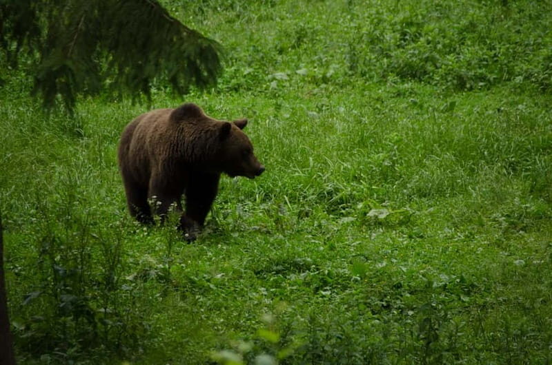 Bear watching experience in the wild - Bear Watching Experience in the Wild: A Close Encounter with Romanias Brown Bears