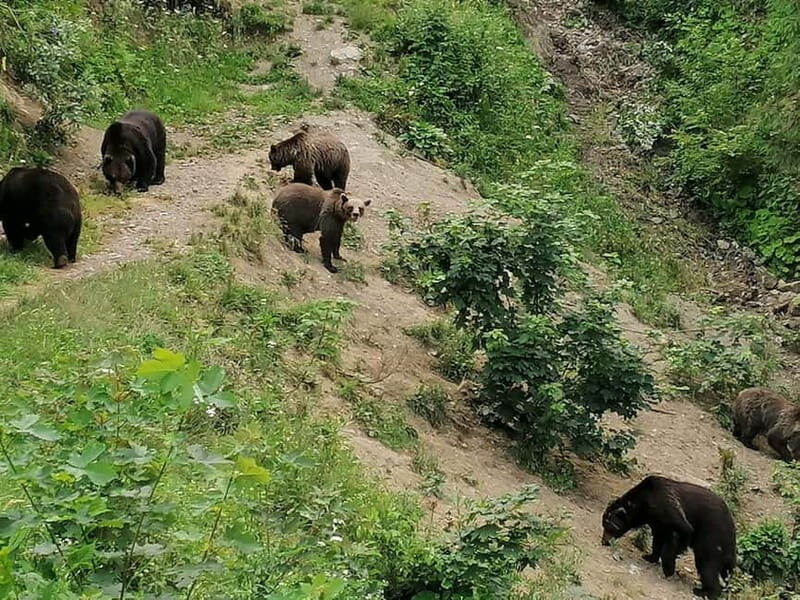 Bear watching experience in the wild - Price and Value