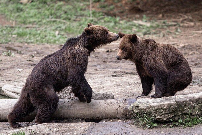 Bear watching experience near Brasov - Bear Watching Experience Near Brasov: A Detailed Review