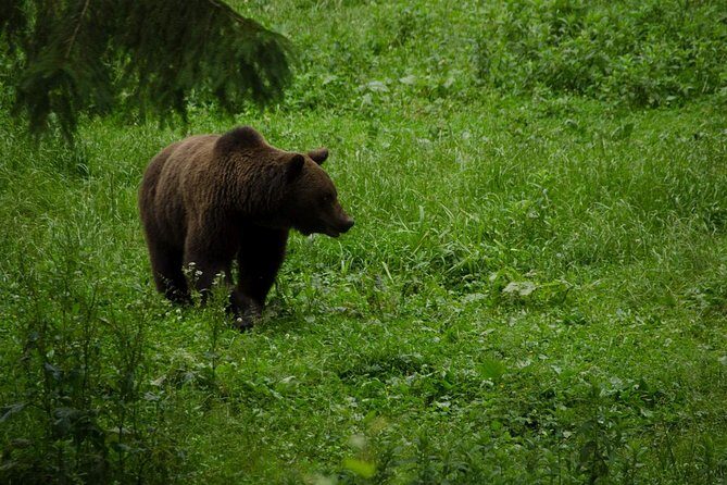 Bear watching experience near Brasov - Key Points
