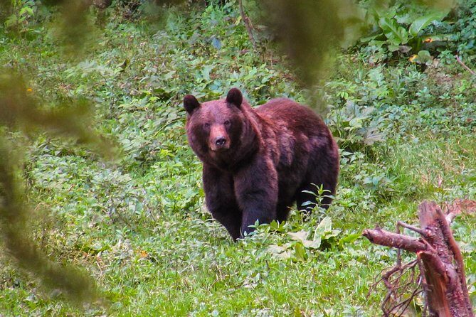 Bear watching experience near Brasov - Final Thoughts: Is This Tour Worth It?