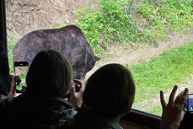 Bear Watching In Brasov: Observe Wild Bears From A Hideout (100%) - Discover the Wild: Bear Watching in Brasov from a Hideout