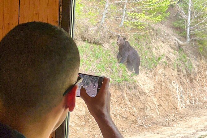 Bear Watching In Brasov: Observe Wild Bears From A Hideout (100%) - Who Should Consider This Tour