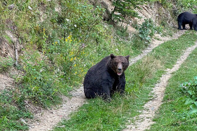 Bear Watching In Brasov: Observe Wild Bears From A Hideout (100%) - Final Thoughts: Why This Tour Is a Great Choice