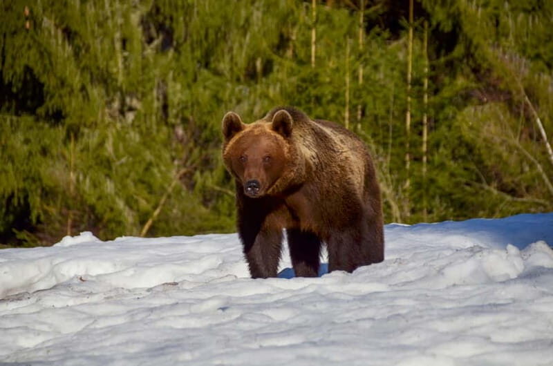 Bear watching in the Land of Volcanoes - An Honest Look at the Bear Watching Experience