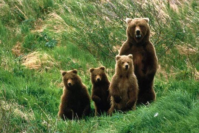 Bear Watching in The Wild from Brasov - The Experience in Detail: What You Can Expect