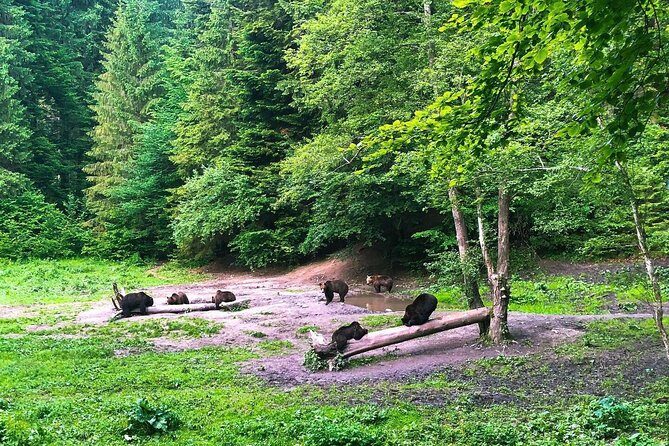 Bear Watching in The Wild from Brasov - Practical Details and Considerations