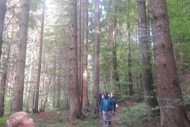 Bear Watching in The Wild from Brasov - Frequently Asked Questions
