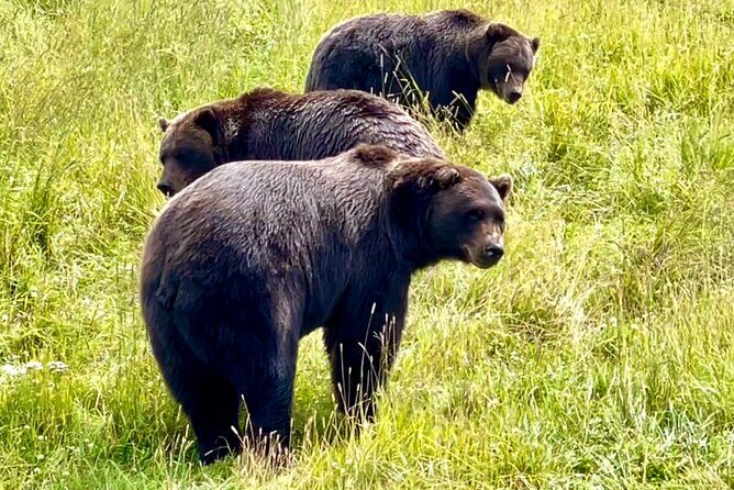Bears & Beers Tasting Tour out of Anchorage - A Deep Dive into the Bears & Beers Tour